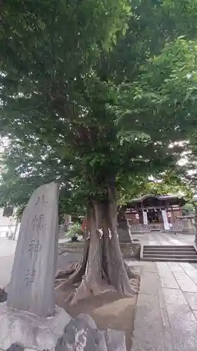 滝野川八幡神社の自然