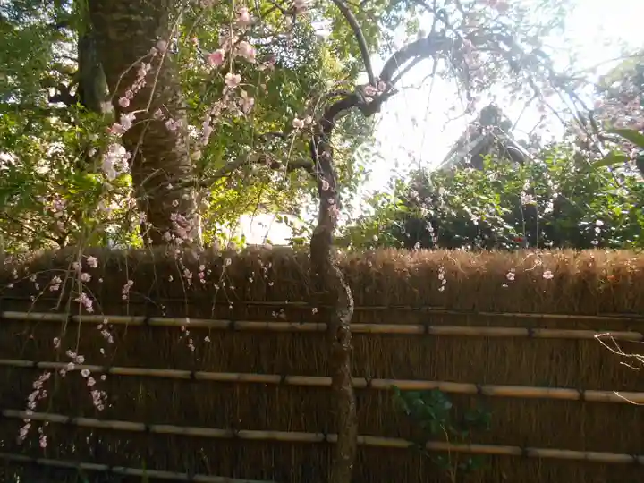 荏柄天神社の自然