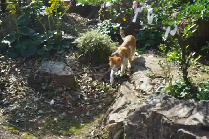 唐澤山神社の動物