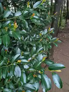 伏木香取神社(茨城県)(2024年04月25日(木) 06時37分32秒投稿)