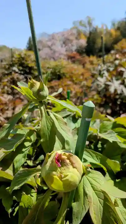 金蛇水神社(宮城県)