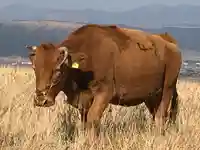 阿蘇神社の動物