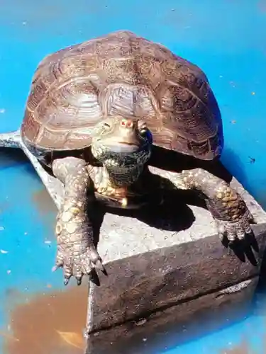下谷神社(東京都)