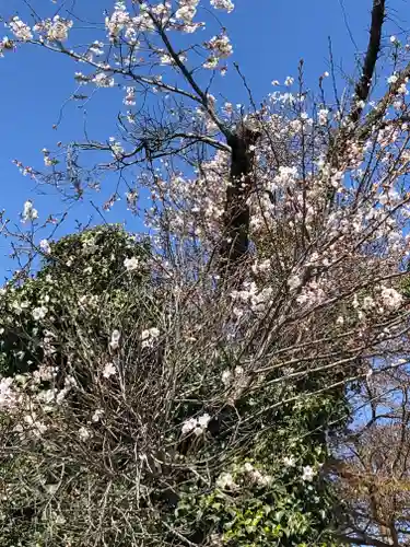 伏木香取神社の自然