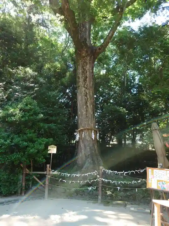 宇治上神社の自然