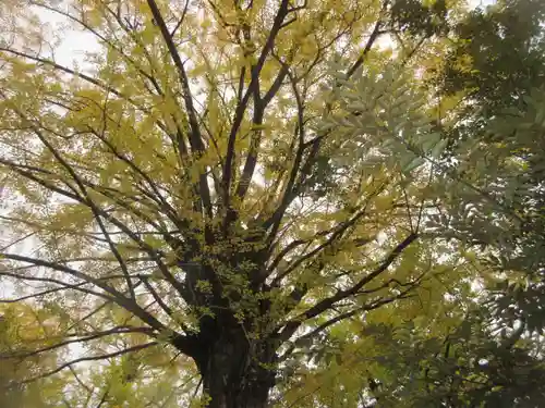 赤坂氷川神社(東京都)