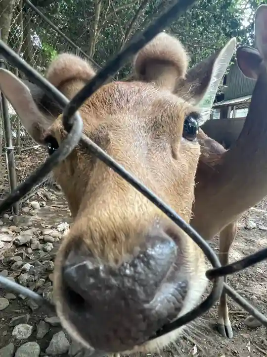 三嶋大社(静岡県)