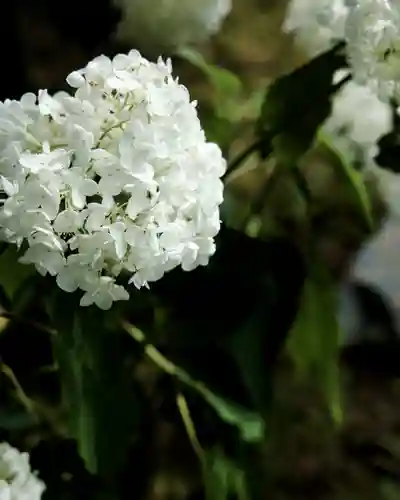 妙法寺(金色不動尊)(茨城県)