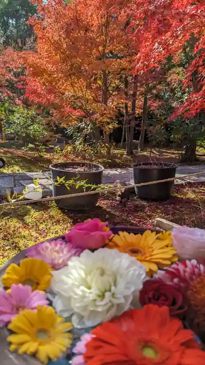 勝林寺(京都府)