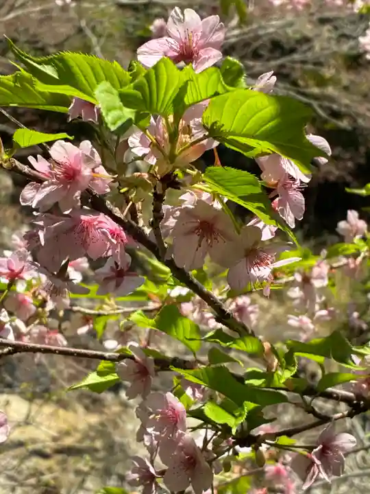 報国寺(神奈川県)