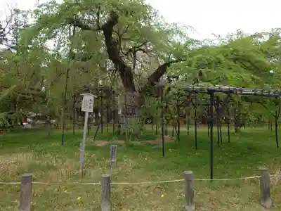 賀茂別雷神社（上賀茂神社）(京都府)