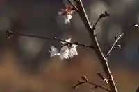 国宝 大法寺(長野県)