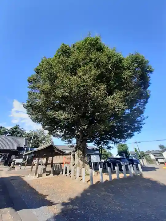 小泉神社の自然