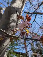 手稲神社(北海道)