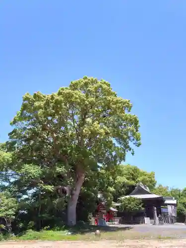 妙見神社の自然