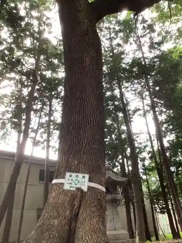 津島社（稲口町）の自然