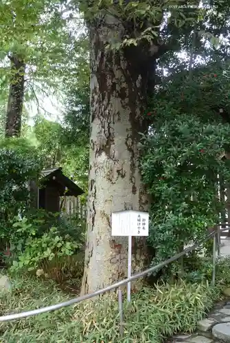 阿佐ヶ谷神明宮の自然