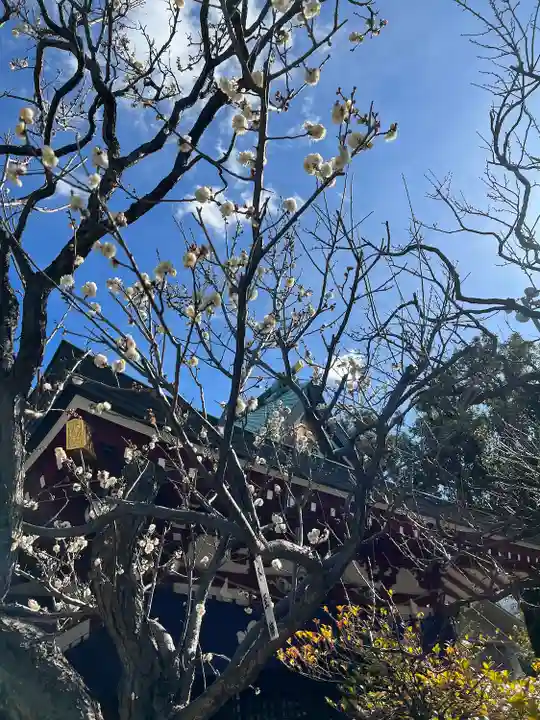 亀戸天神社の自然