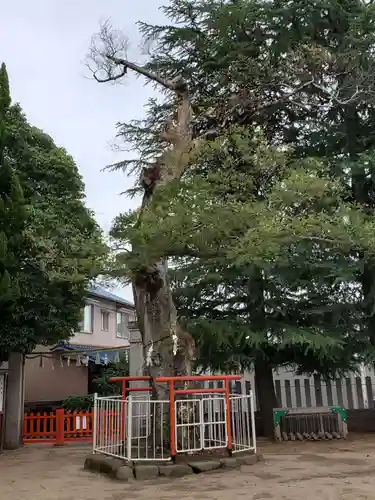 荒井神社の自然