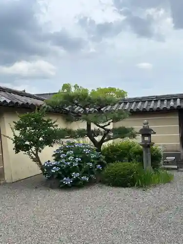 東寺（教王護国寺）の自然