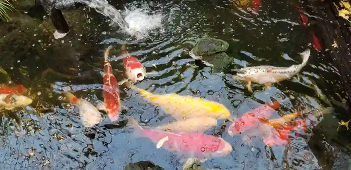 吉原弁財天本宮(吉原神社奥宮)の動物