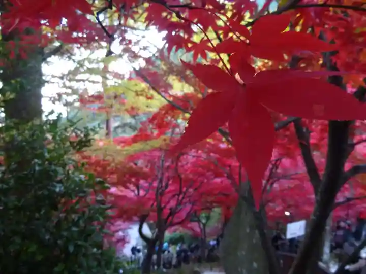 大山寺(神奈川県)