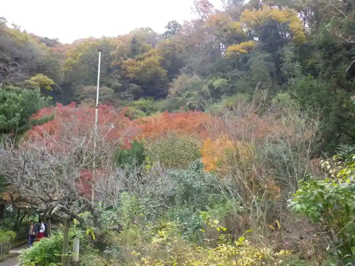 黄梅院(円覚寺塔頭)の自然