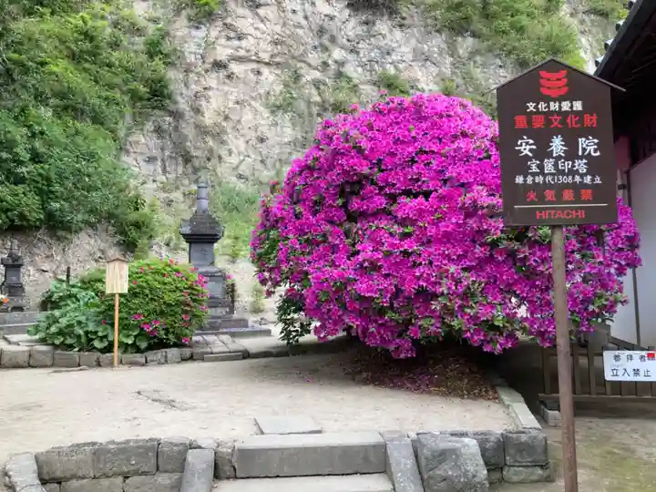 安養院 (田代寺)(神奈川県)