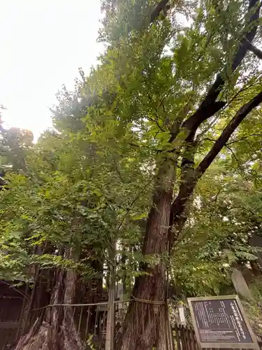 小室浅間神社(山梨県)