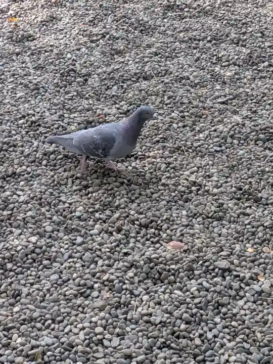 世田谷八幡宮(東京都)