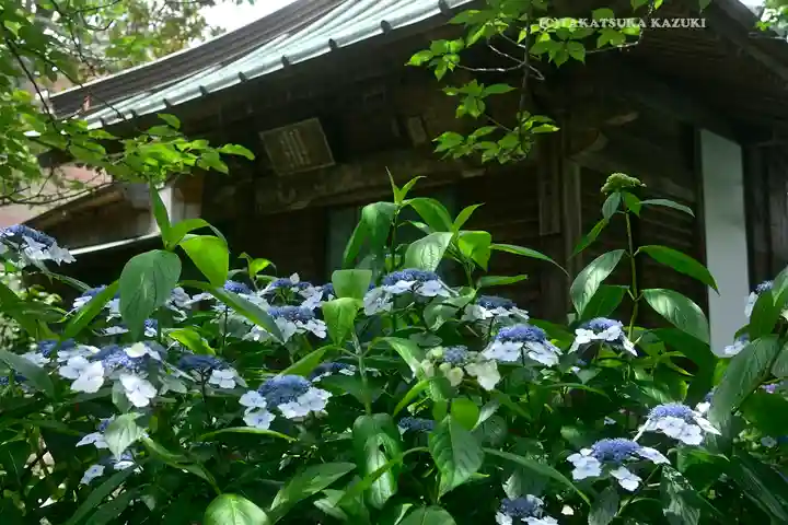 極楽寺(霊鷲山感應院極楽律寺)の自然