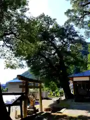 諏訪神社の鳥居