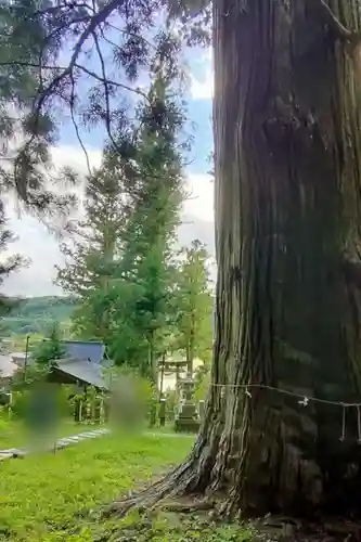 夏井諏訪神社の自然