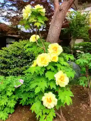圓照寺(東京都)