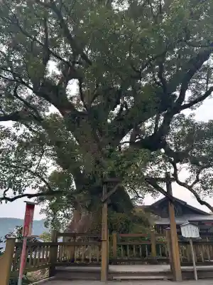 蒲生八幡神社の{uncategorized: "未分類", other: "その他", undefined: "問題あり", building: "その他建物", grave: "お墓", sacred_gate: "鳥居", guardian: "狛犬", statue: "像", buddha: "仏像", history: "歴史", nature: "自然", garden: "庭園", animal: "動物", pagoda: "塔", temizu: "手水舎", mountain_gate: "山門・神門", sanctuary: "本殿・本堂", subordinate: "末社・摂社", art: "芸術", scenery: "景色", jizo: "地蔵", ema: "絵馬", goshuin: "御朱印", omikuji: "おみくじ", items: "授与品その他", amulet: "お守り", goshuincho: "御朱印帳", eats: "食事", festival: "お祭り", votive_dance: "神楽", shichigosan: "七五三参", wedding: "結婚式", experience: "体験その他", initially: "初詣", around: "周辺", anti_infection: "感染症対策"}
