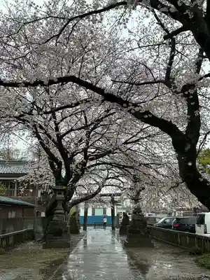 前玉神社(埼玉県)