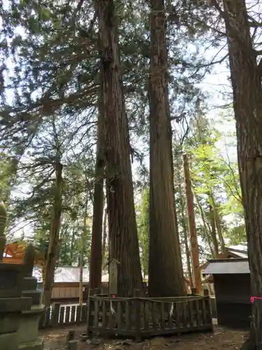 小野神社の自然