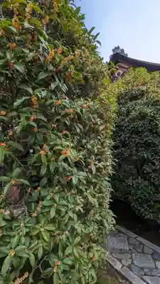 大心院(京都府)