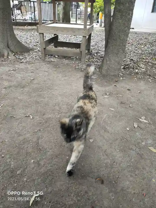 布多天神社の動物