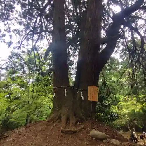 大山阿夫利神社本社(神奈川県)