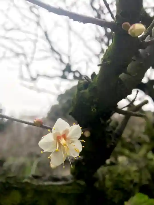 道明寺天満宮の自然