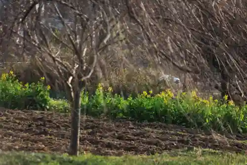 阿久津「田村神社」（郡山市阿久津町）旧社名：伊豆箱根三嶋三社の周辺