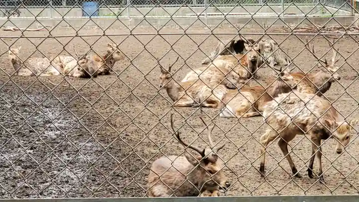 鹿島神宮の動物