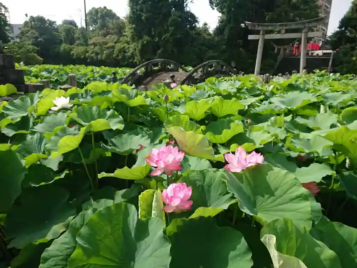 伊賀八幡宮の自然