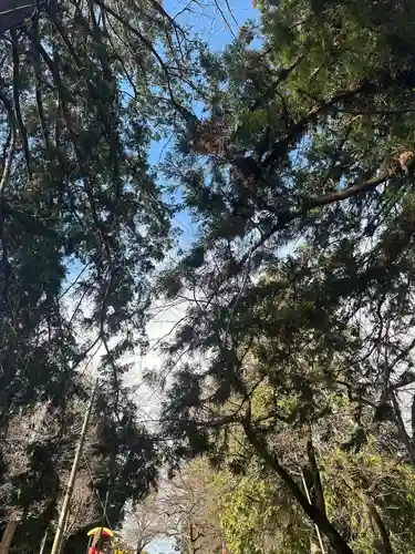 三芳野神社(埼玉県)