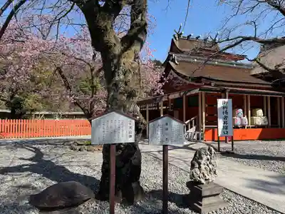 富士山本宮浅間大社(静岡県)