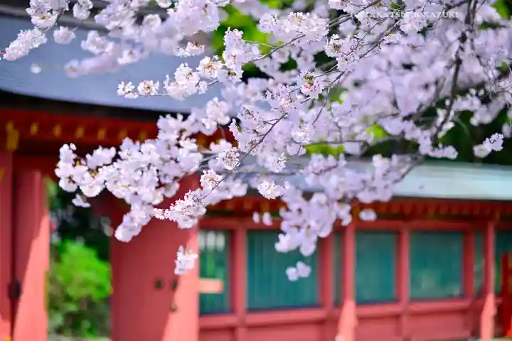 富士山本宮浅間大社(静岡県)