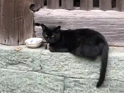 八幡神社の動物