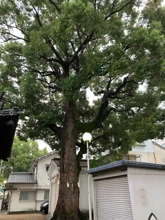 島頭天満宮の自然