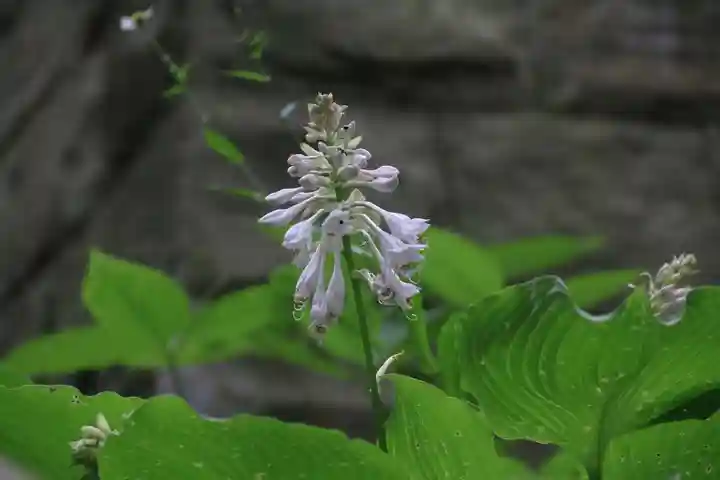 鹿島大神宮の庭園